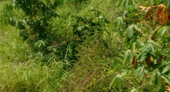 IMG-20250626-WA0012[1]