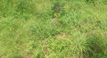 IMG-20250626-WA0013[1]